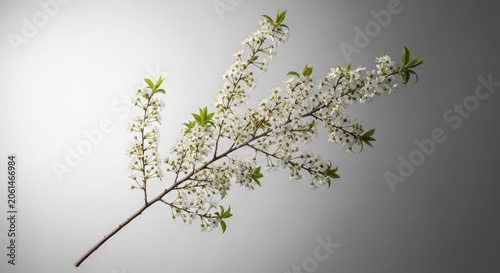 Flowering cherry branch with white blossoms isolated on grey background