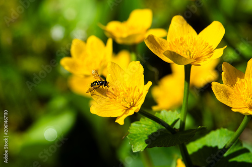 Marsh marigold growing in the bog