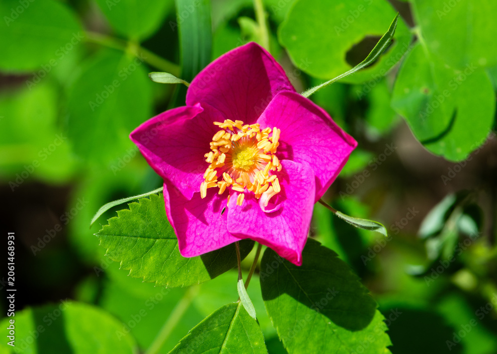 Obraz premium Pink wood rose flower in the summer