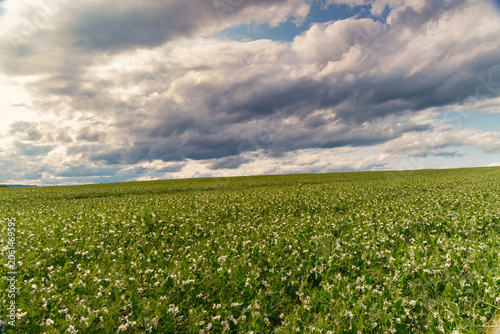 Vast green peas flowering, Sunlit peas stretch across open fields, Garden of green peas under dynamic cloudy sky