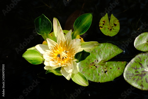 Yellow lotus flowers on a black background.
