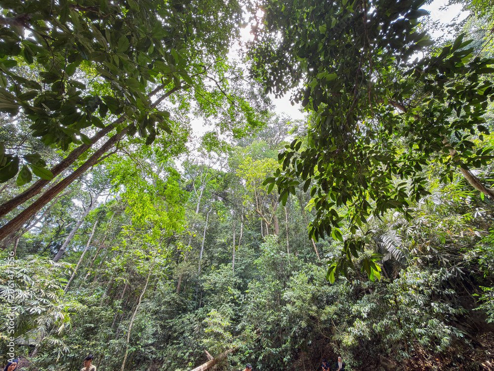 Fototapeta premium View of dense tropical forest canopy from below with sunlight filtering through trees, representing natural environment, greenery, biodiversity, and peaceful jungle landscape.