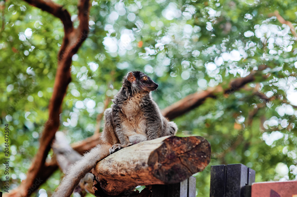 Fototapeta premium Brown lemur resting on a wooden perch with soft green bokeh in a tropical zoo setting.