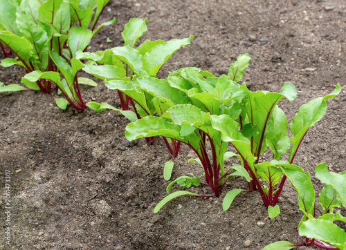 Beet plants. Small green growing beetroots.