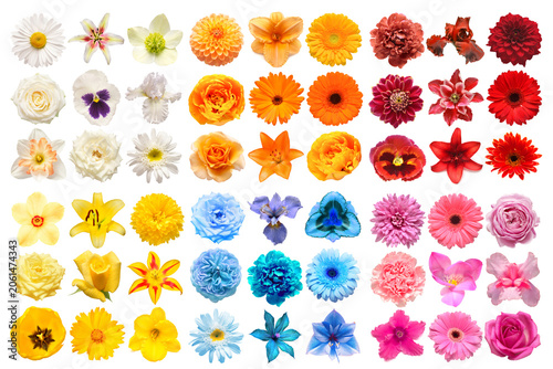 Big collection of various head flowers orange, red, pink, white, blue and yellow isolated on white background. Perfectly retouched, full depth of field on the photo. Top view, flat lay