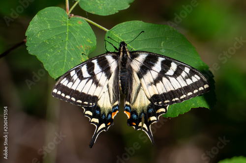 Canadian tiger swallowtail butterfly on a tree