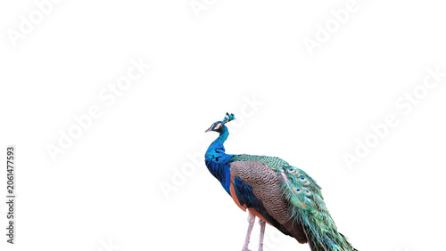 side portrait of blue peacock standing, isolated indian peafowl re-grrow its tail feathers, peacock with natural lightning on white background