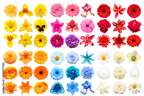 Big collection of various head flowers orange, red, pink, white, blue and yellow isolated on white background. Perfectly retouched, full depth of field on the photo. Top view, flat lay