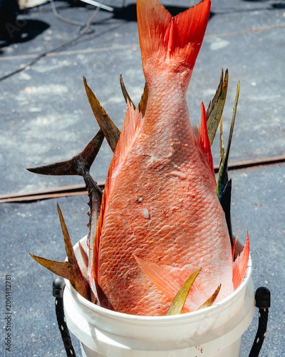 Freshly Caught Red Snapper in White Bucket on Fishing Boat
