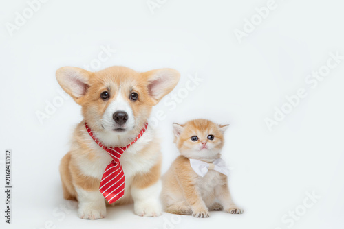 Cute Welsh Corgi puppy with a tie and a red kitten with a bow tie sitting together on a white background. isolated on a white background