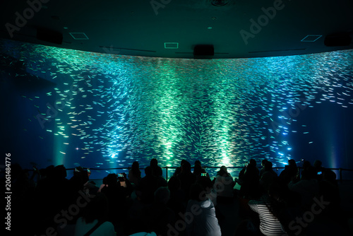 Foto sardines fish storm show with backlight in large aquarium attract tourists to wa