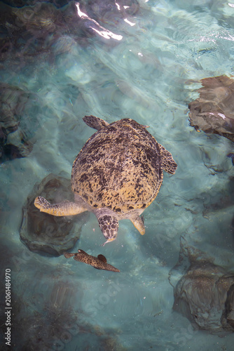 Foto a lot of amazing sea turtles from baby to adult and old aged in very large aquar