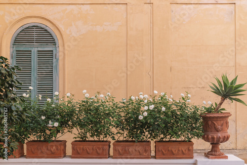 Elegant terrace decor in Positano featuring white rose bushes in terracotta pots against a yellow wall.