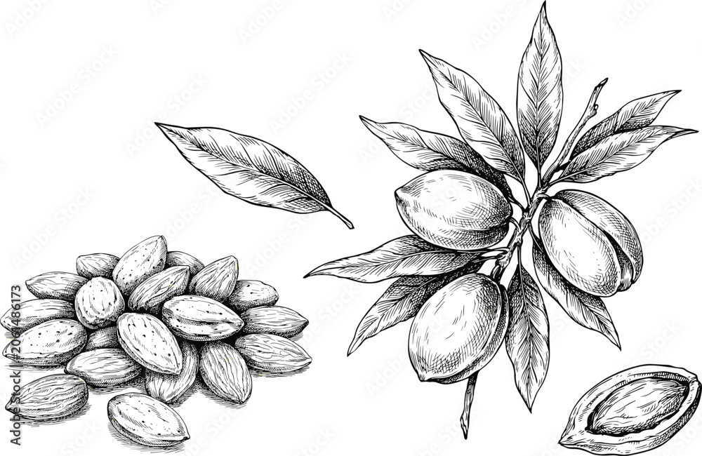 Φωτογραφία Almond nut vector illustration set with detailed hand drawn sketch of plant branches leaves and kernels for organic food ingredient design
