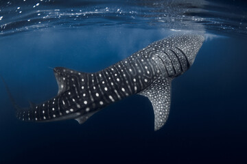 Side view of whale shark gliding through ocean, underwater wildlife photography