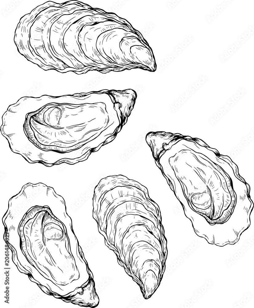 Fototapeta premium Oyster shell vector illustration set with detailed hand drawn sketch of marine seafood clam for ocean life and restaurant menu design.