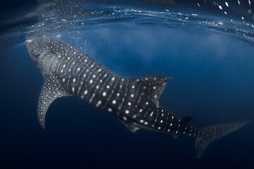 Whale shark beneath the ocean surface in blue water, underwater scene
