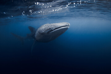 Whale shark in clear blue water, underwater marine scene