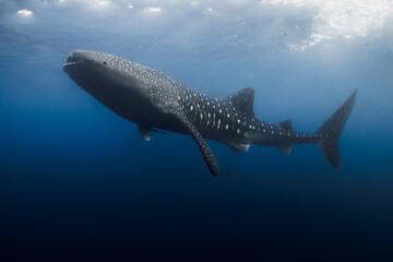 Whale shark in ocean blue water, underwater scene