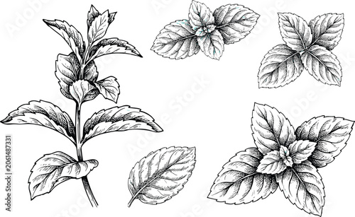 Fotografía Mint hand drawn vintage vector illustration set with detailed sketch of fresh spearmint peppermint leaves sprig and herbal branches