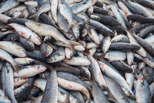 peixe tainha pesca artesanal em Florianópolis Brasil 