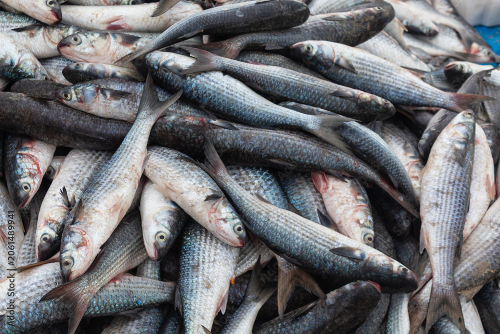 Obraz premium peixe tainha pesca artesanal em Florianópolis Brasil 