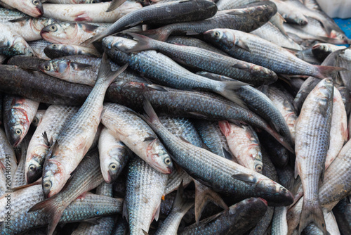 peixe tainha pesca artesanal em Florianópolis Brasil 