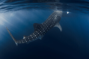 Whale shark feeding in clear blue water