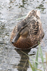 Mallard duck on Thiersee lake in Tyrol Austria close up shot