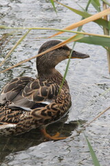 Mallard duck on Thiersee lake in Tyrol Austria close up shot