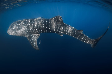 Whale shark underwater in blue water, ocean wildlife scene