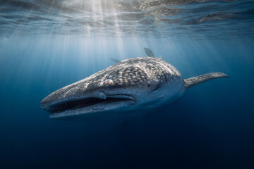 Whale shark in blue sea, underwater marine wildlife scene with sunlight