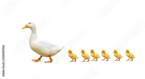 A mother duck leading a line of six yellow ducklings, isolated on white background