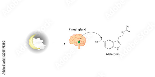 Tableau sur toile Melatonin, sleep hormone, regulates sleep-wake cycle