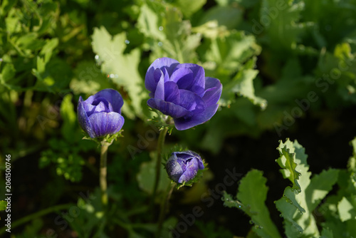Dark purple anemone flowers beginning to bloom in an outdoor garden space.