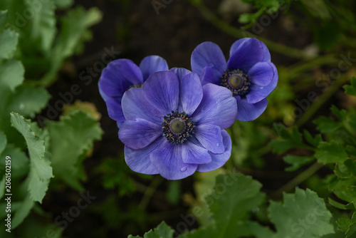 Dark purple anemone flowers in full bloom in an outdoor garden.
