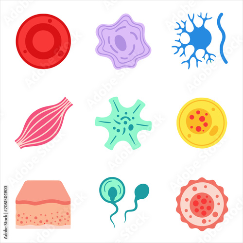 Set of biological cells and microscopic structures in flat vector illustration style for scientific research medical education and laboratory materials