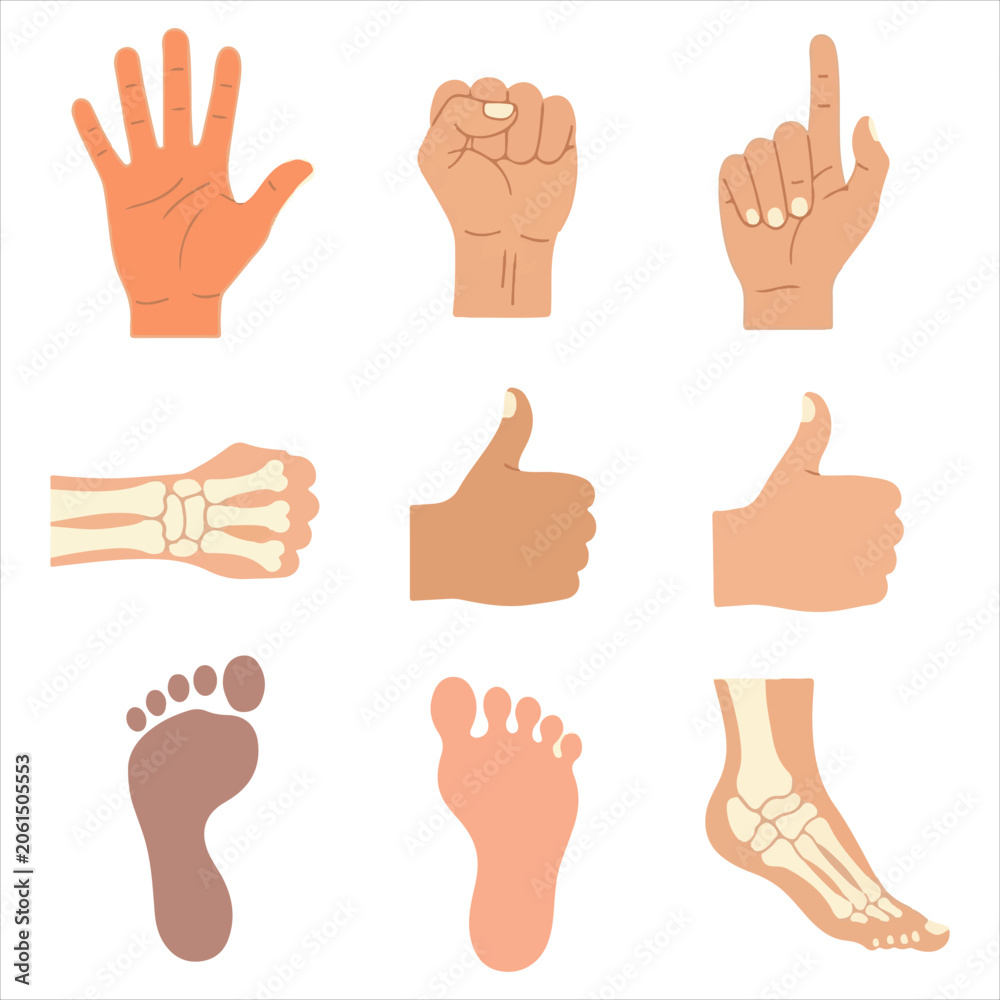 Fototapeta premium Human hands and feet anatomy collection featuring skeletal structure and palm prints in flat vector illustration style for medical education and science projects