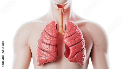3D Medical Illustration of Human Lungs Anatomy in Transparent Chest Front View