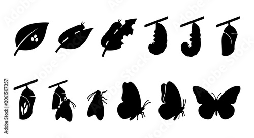 Foto Butterfly Life Cycle Stages Vector Icons, Metamorphosis Process Silhouette Set