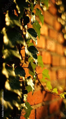 Sunlit ivy leaves climbing a warm brick wall background