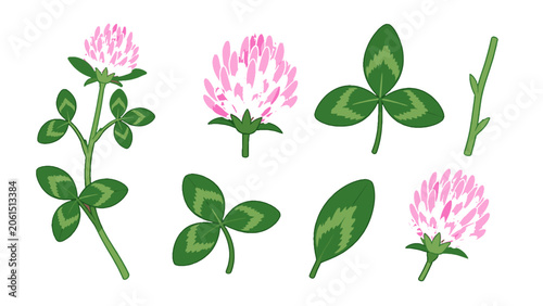 Obraz na płótnie Red clover plant parts set with leaves, stem, and pink flowers