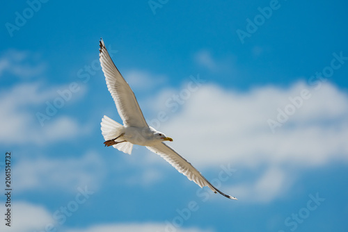 A beautiful white seagull (Herring Gull) in mid-flight, soaring gracefully with its wings fully extended against a vibrant blue sky with soft, blurred white clouds.