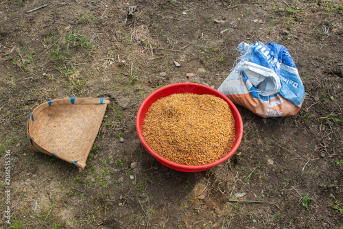 Bowl of rice seeds ready for agricultural planting