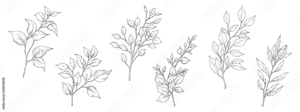 Fototapeta premium Tree branches with leaves sketch. Black floral elements hand-drawn in line art style. Vector illustration isolated on white background