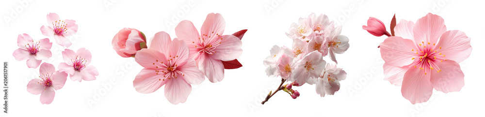 Obraz premium PNG Delicate pink cherry blossoms on transparent background