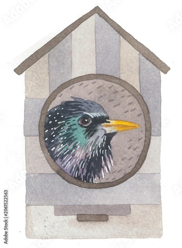 A starling sits in a birdhouse, painted by hand in watercolor. Good for your bird design.