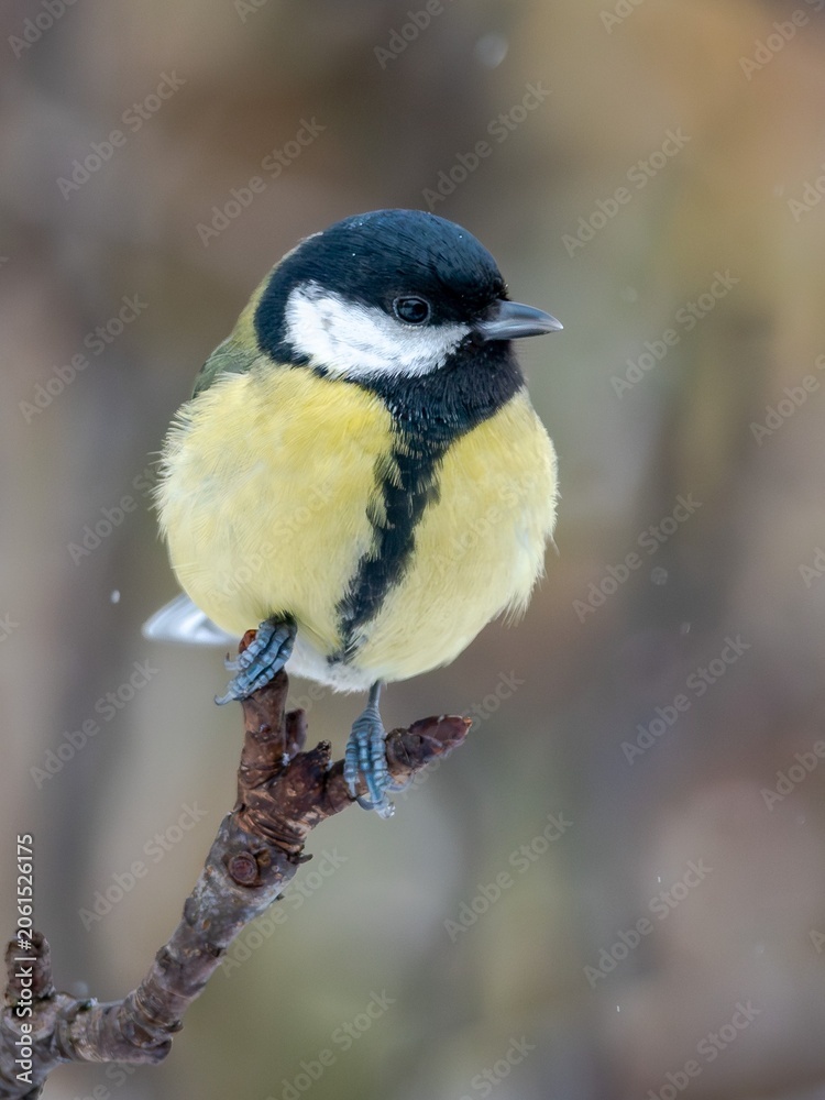 Obraz premium Great tit (Parus major) in winter.