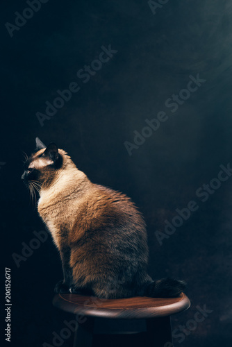 Blue-eyed Siamese cat sitting on stool against dark studio background