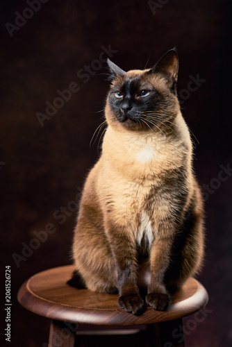 Mekong bobtail cat sitting on wooden stool in studio portrait lighting